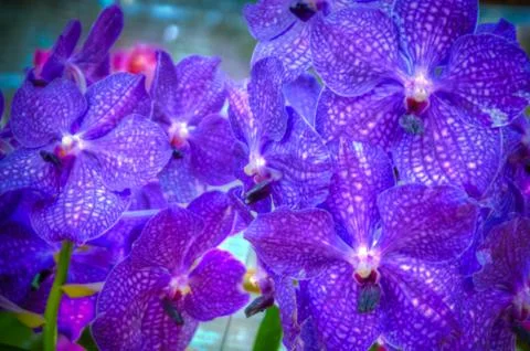 Orchid Stock Photos