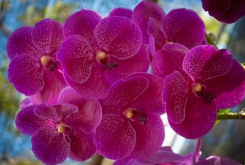 Orchid Stock Photos