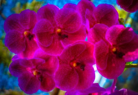 Orchid Stock Photos