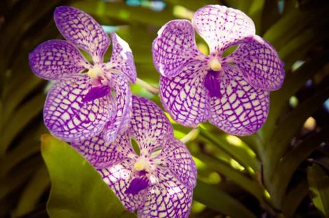 Orchid Stock Photos