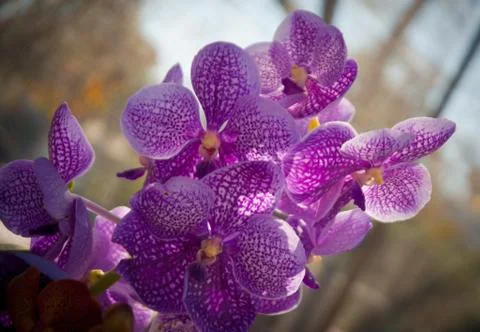 Orchid Stock Photos