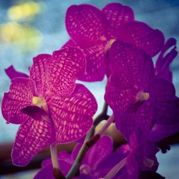 Orchid Stock Photos