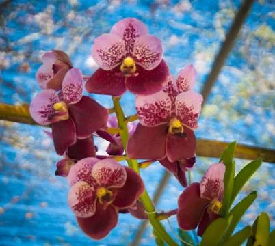 Orchid Stock Photos