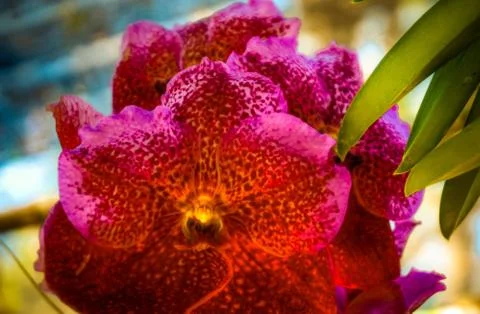 Orchid Stock Photos