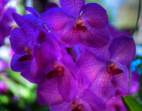 Orchid Stock Photos