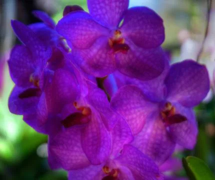 Orchid Stock Photos