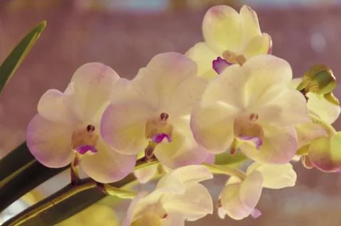 Orchid Stock Photos