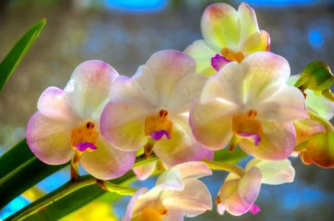 Orchid Stock Photos