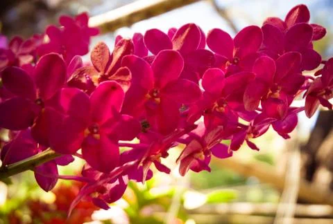 Orchid Stock Photos