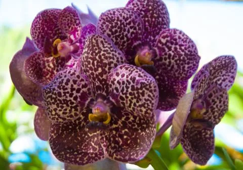 Orchid Stock Photos