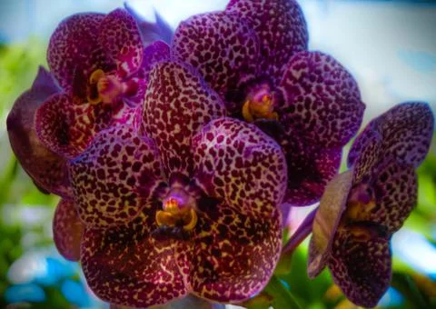 Orchid Stock Photos