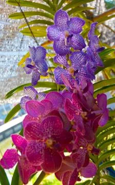 Orchid Stock Photos