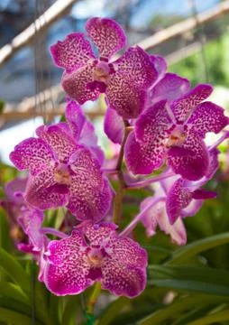 Orchid Stock Photos