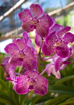Orchid Stock Photos