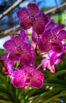 Orchid Stock Photos