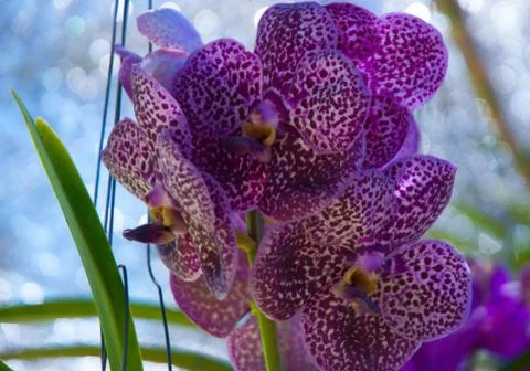 Orchid Stock Photos