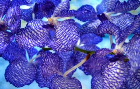Orchid Stock Photos