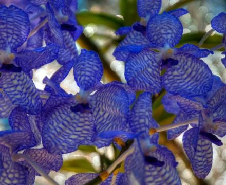 Orchid Stock Photos