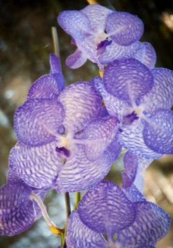 Orchid Stock Photos