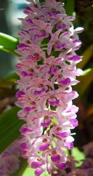 Orchid Stock Photos