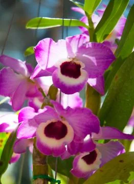 Orchid Stock Photos