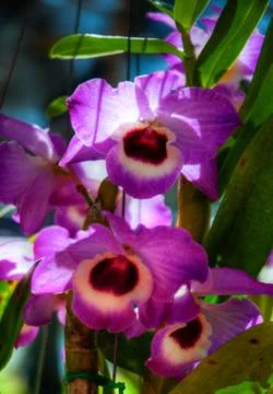 Orchid Stock Photos