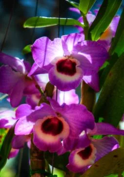 Orchid Stock Photos