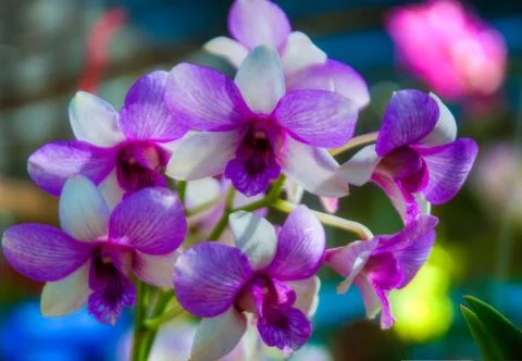 Orchid Foto stock