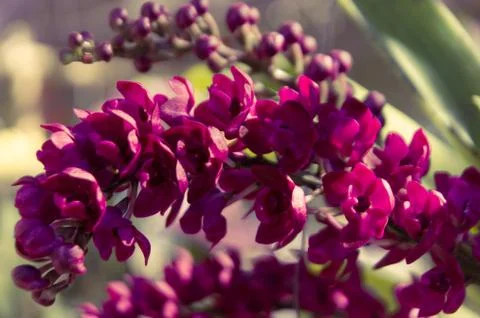 Orchid Stock Photos