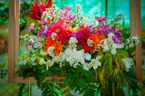 Orchid Stock Photos