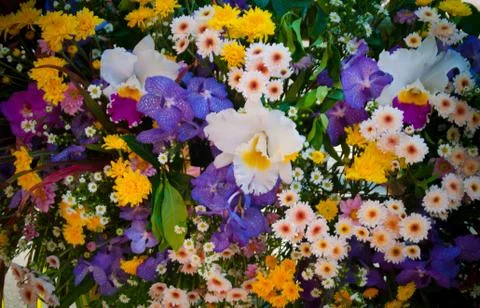 Orchid Stock Photos