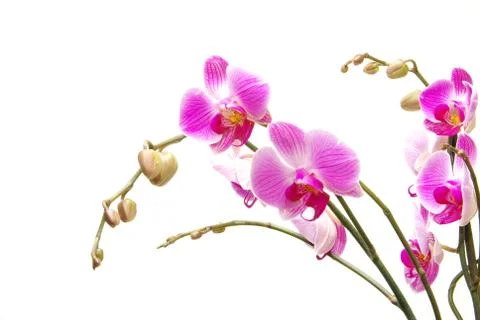 Orchid Stock Photos