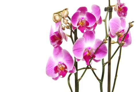 Orchid Stock Photos