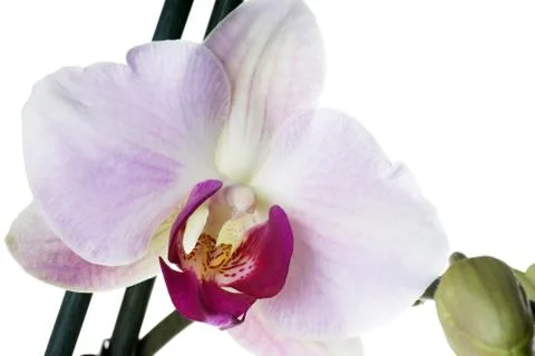 Orchid Stock Photos