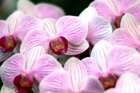 Orchid Stock Photos