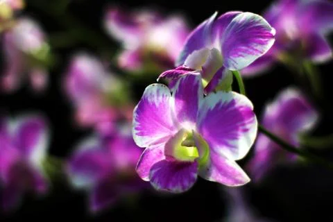 Orchid Stock Photos