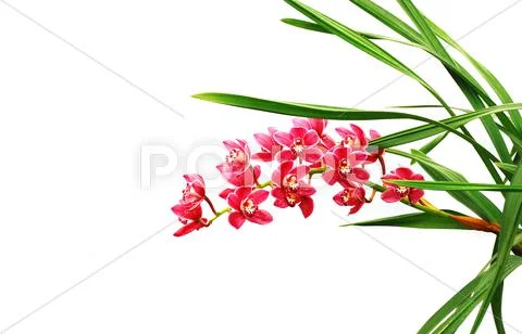 Orchid Stock Photos