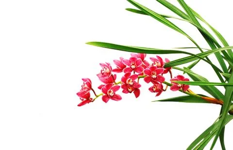 Orchid 写真素材