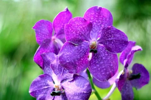 Orchid Stock Photos