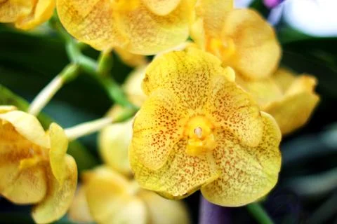 Orchid Stock Photos