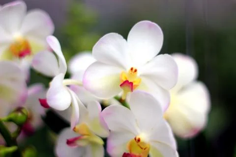 Orchid Stock Photos
