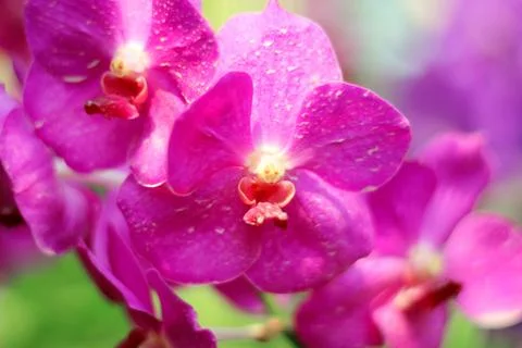 Orchid Stock Photos
