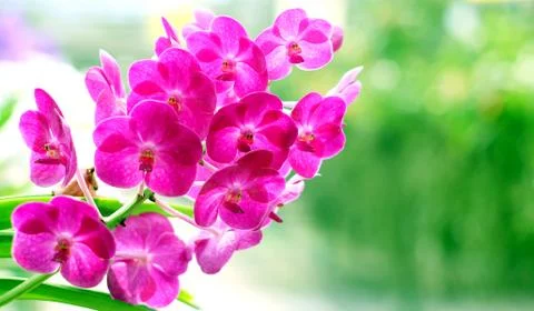 Orchid Stock Photos