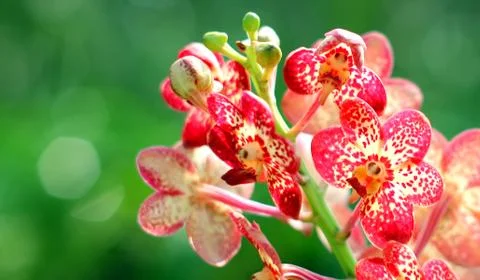 Orchid Stock Photos