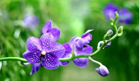 Orchid Stock Photos