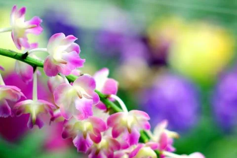 Orchid Stock Photos