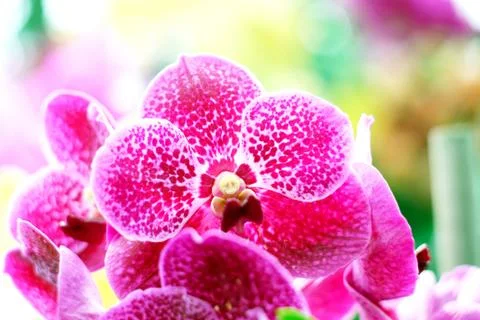 Orchid Stock Photos