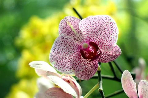 Orchid Stock Photos
