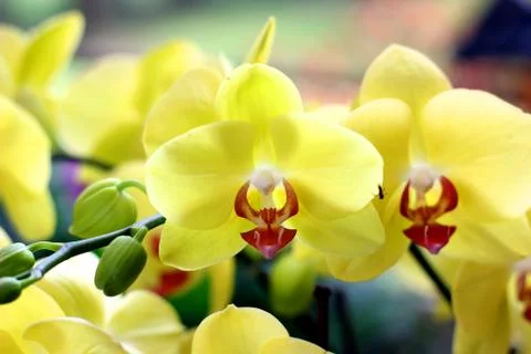 Orchid Stock Photos