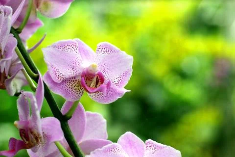 Orchid Stock Photos